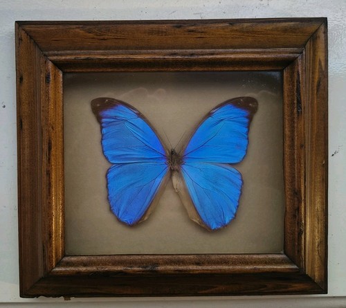 Morpho didius iridescent blue - didius,