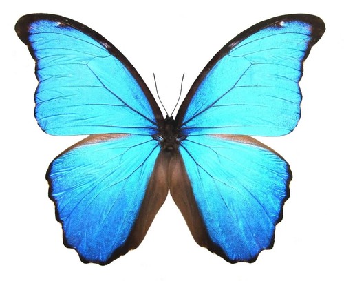 Lot morpho didius good - 5,