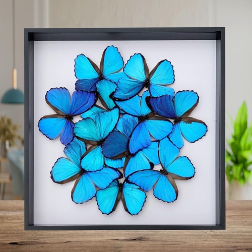 Iridescent blue morpho