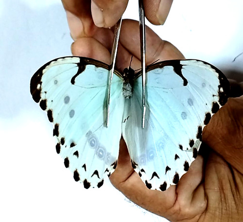 Morpho from brazil - from, beautiful