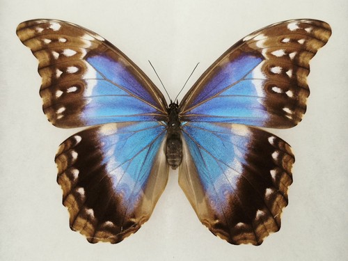 Amazing morpho didius - amazing,