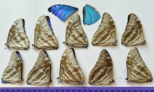 Lot morpho adonis - lot, 10
