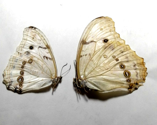 Morpho polyphemus pair - morpho,
