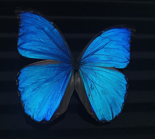 Morpho didius blue - -,