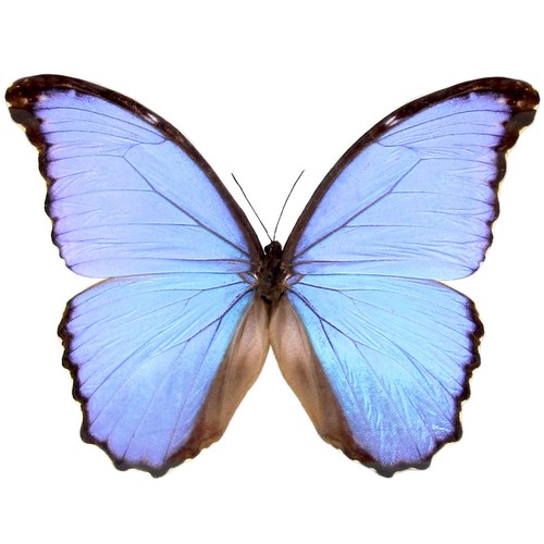 Morpho godarti asarpai one - asarpai,