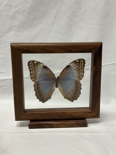 Real blue morpho butterfly - real,