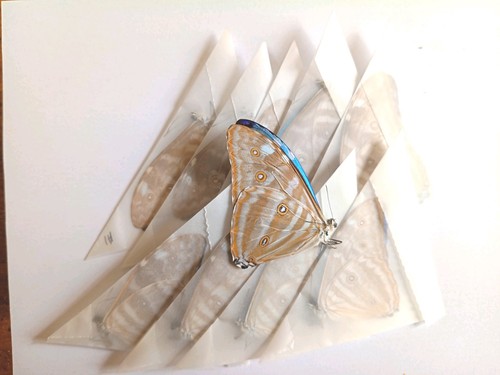 Morpho adonis male a1 - adonis, s.sp