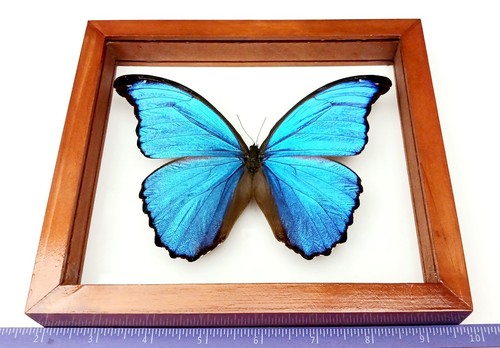 Real framed butterfly - framed,