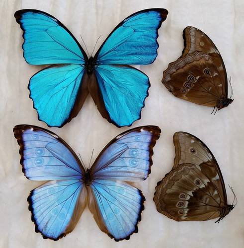 Lot blue morpho godarti - blue,