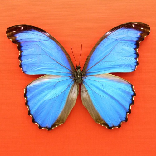 Real mounted giant blue - real,