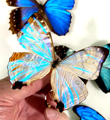 Insect butterfly moth - insect,