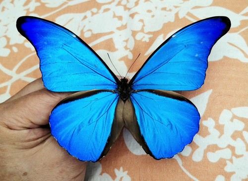 Lot morpho rhetenor - 2,