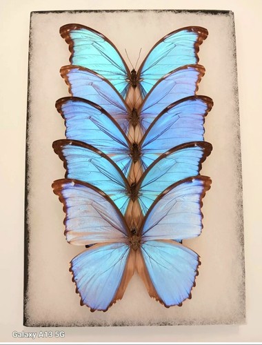 Morpho godarti lot - a1/a-, of