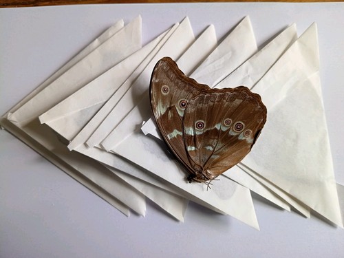 Morpho didius sp godarti - 10, s