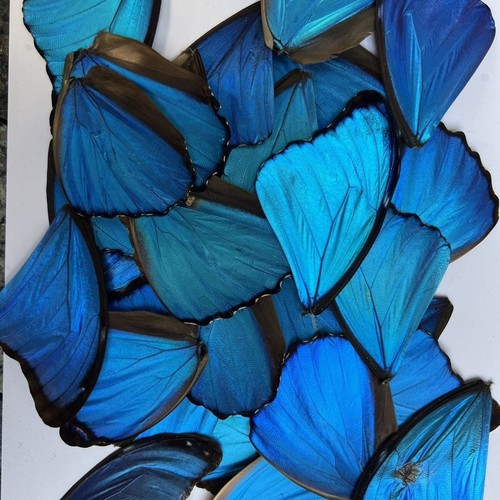 Real blue morpho wings - blue,