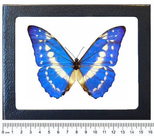 Morpho cypris blue white