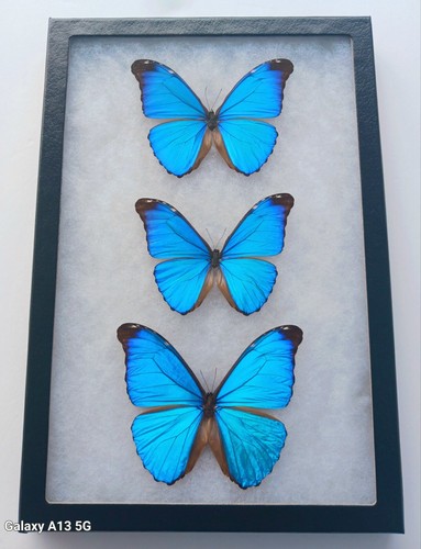 Lot morpho absoloni a - morpho,