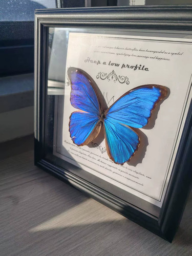 Blue morpho butterfly - blue,