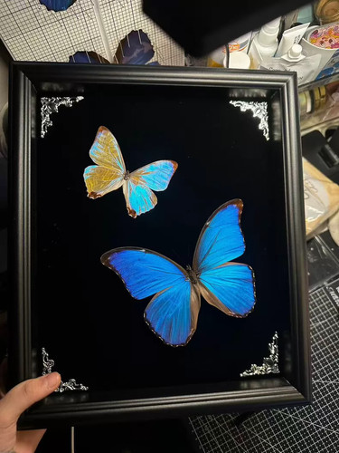 Blue morpho pearl - blue, &
