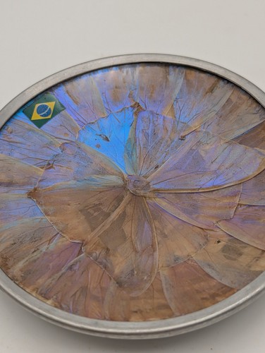 Vintage real blue morpho - real,