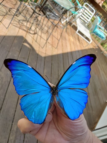 Morpho rhetenor dazzling - morpho, a1