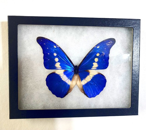 Framed blue morpho rhetenor - morpho,