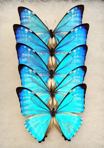 Morpho zephyritis mounted - morpho,