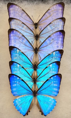 Morpho sulkowskyi 3 - sulkowskyi,