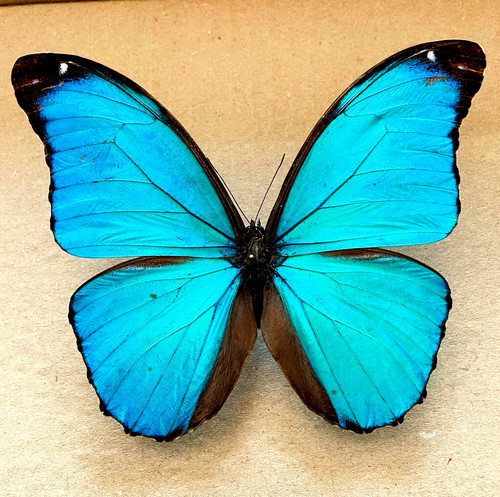 Morpho menelaus - morpho,