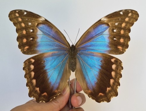 Morpho didius rare - rare, form