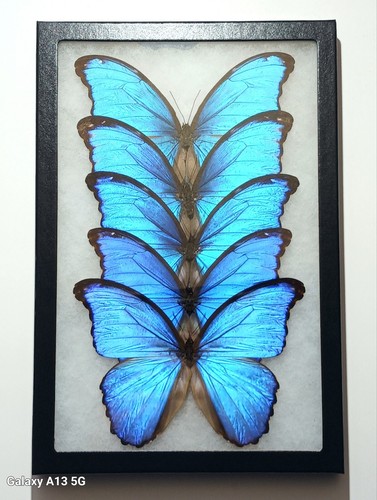 Morpho didius lot of 5 - a1/a-,