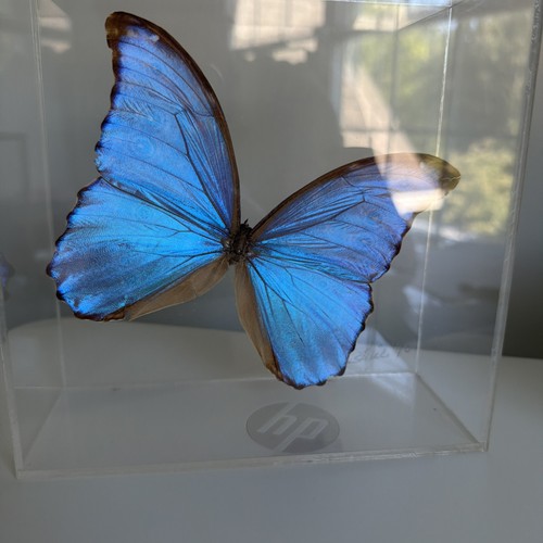 Real butterfly taxidermy - real,
