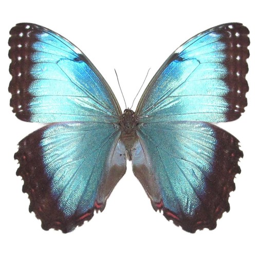 Morpho peleides female blue - female,
