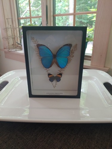 Morpho frame - morpho,