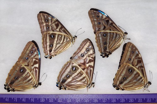 Lot morpho zephyritis a - of, a-