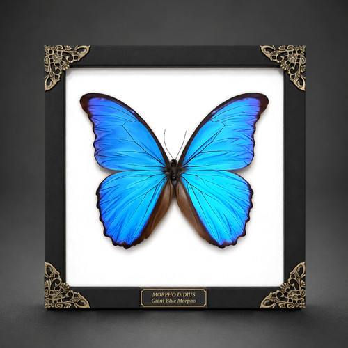 Blue morpho didius - morpho,