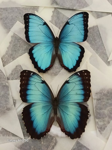 Lot morpho peleides a1 - peleides, 5