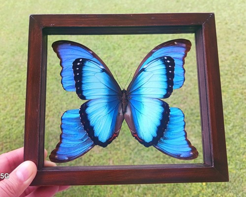 Real framed butterfly morpho - framed,