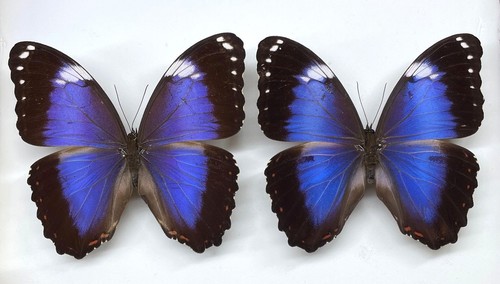 Morpho helenor violaceus - morpho,
