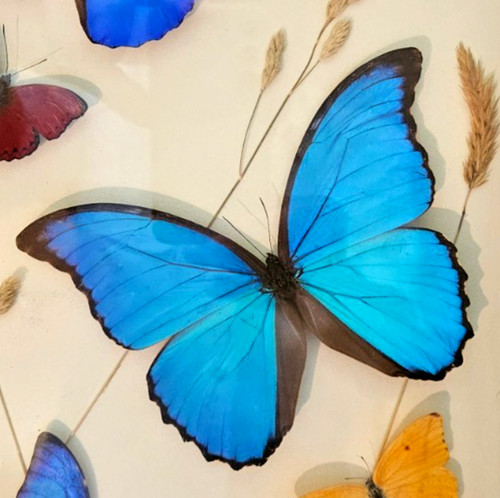 Morpho didius ssp - morpho,