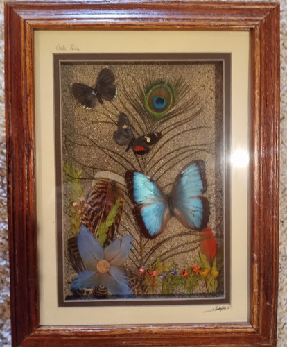 Wood frame real butterfly - frame,
