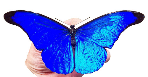 Morpho rhetenor lot of three - rhetenor,