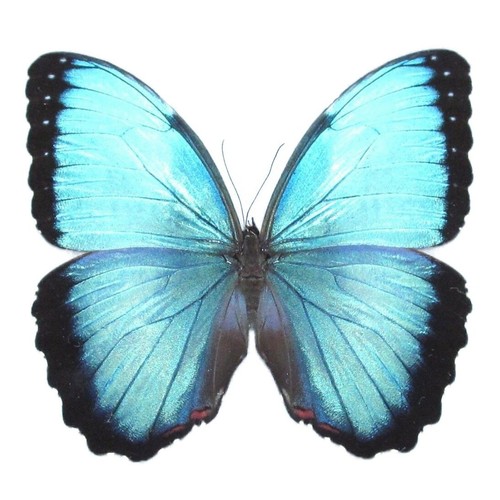 Morpho peleides male blue - peleides,