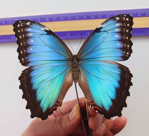 Real framed butterfly morpho - real,