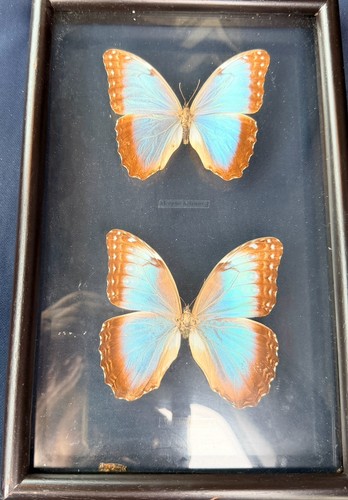 Framed butterfly morpho - 2,