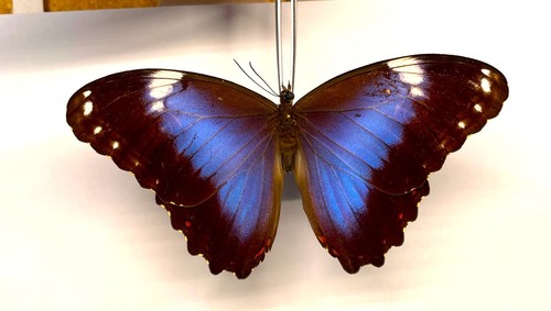Morpho helenor - morpho,