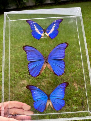 Signed jeff leon blue morpho - leon,