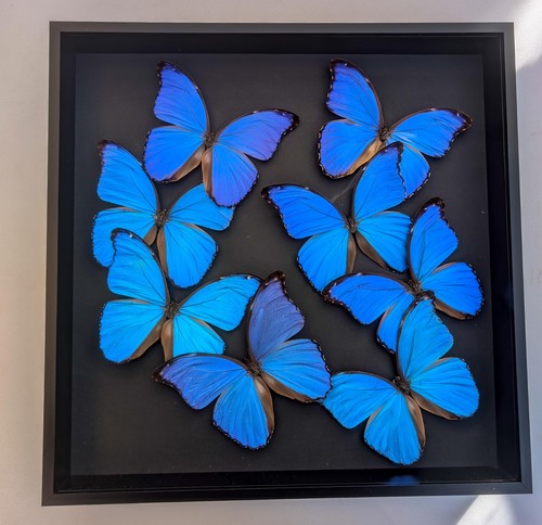 Insectrum giant blue - insectrum, morpho