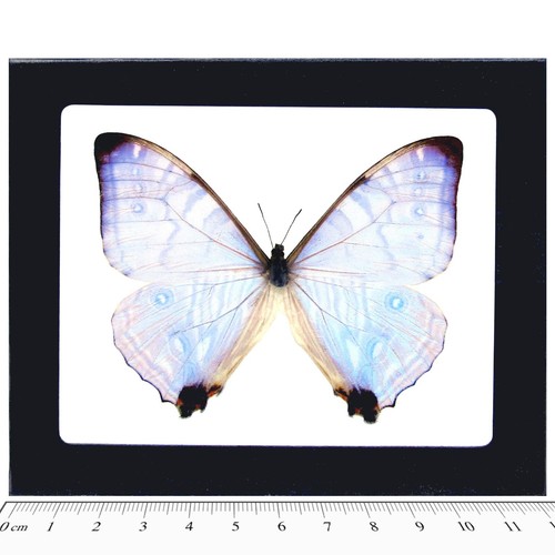 Morpho sulkowskyi real framed - sulkowskyi,