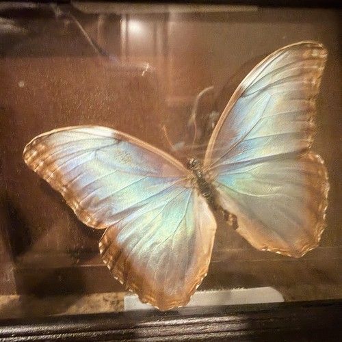 Framed shadowboxes - 2,